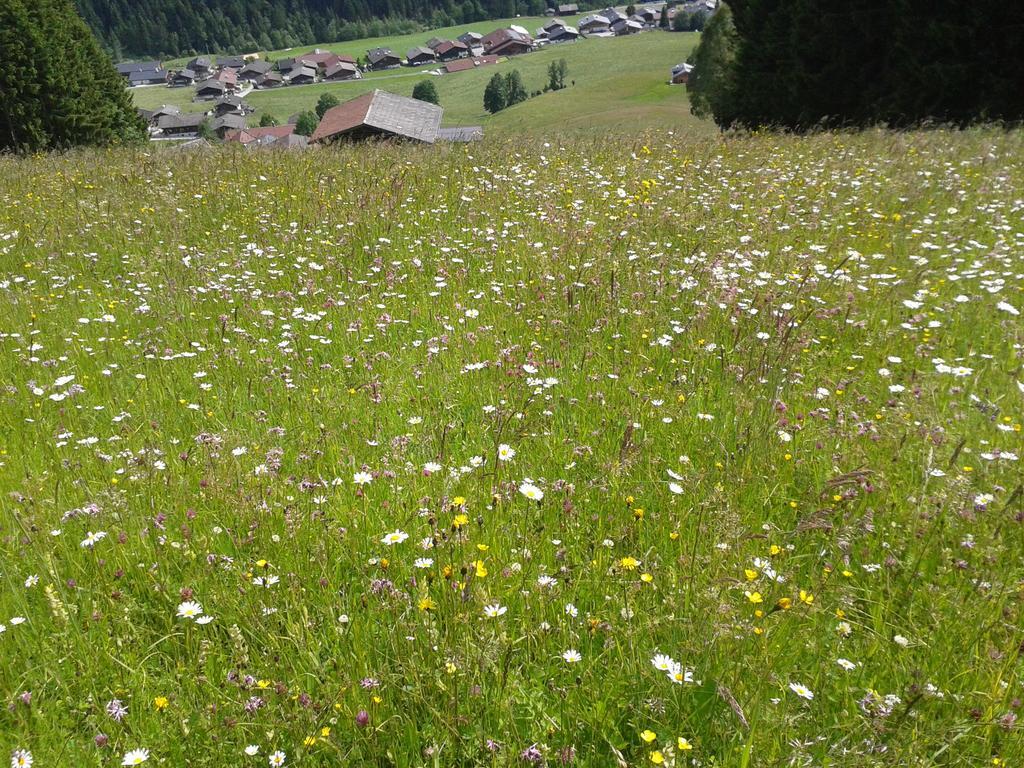 Apartmán Studio Schwarzenauer Alpbach Exteriér fotografie